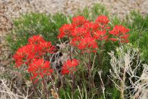 Flowers near Arch 615410