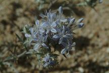 Wildflowers near Boot Arch