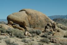 Cactus Arch