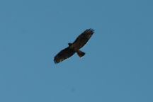 Hawk at Elusive Arch