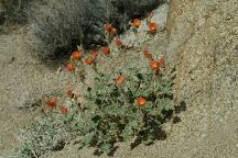 Flowers at Before Hippie Cave Arch