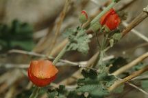 Flowers at West of Hippie Caves Arches