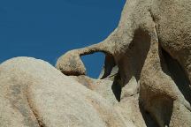 Knotted Pine Arch