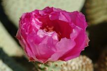 Flowering Cactus near Little Arch