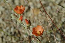 Flowers near Little Arch