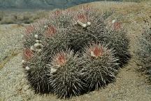 Cotton Top Cactus