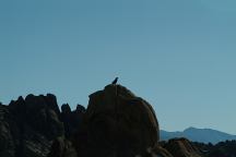 Raven on Rock