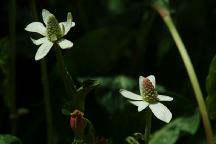  Flowers at Tuttle Creek Arch