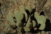 Beavertail Cactus