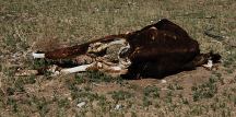 Cattle Graveyard