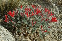 Flowers at Alabama Hills