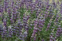 Wildflowers - Lupine