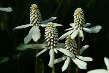 Wildflowers