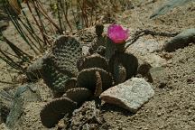 Beavertail Cactus