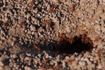 Red Ants