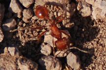 Red Ants