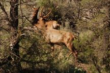 Elk on Blue River Road