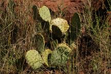 Cactus on Juan Miller Road