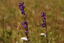 Wildflowers at KP Cienega Campground