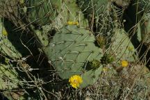 Desktop photo of Cactus and Flowers