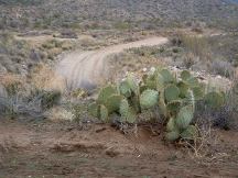 Road and Cactus