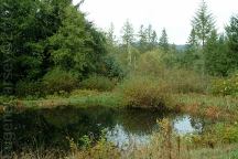 Pond on Bible Creek Road
