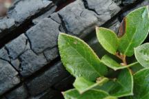 Burned Wood and Green Leaves Image