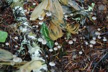 Mushrooms at Whipup Flat