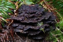 Mushrooms at Whipup Flat