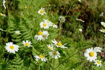 Wild Flowers