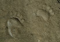 Bear Tracks