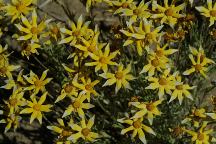 Desert flowers on old Highway 20