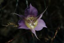 Desert flowers on old Highway 20