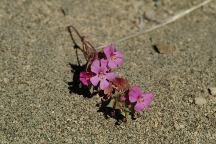 Desert flowers on old Highway 20