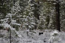 Snow on Road 9702