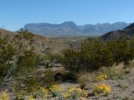 Desert Flowers