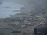 Elephant Seals