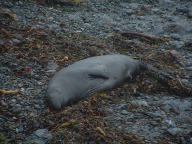 Elephant Seals