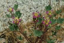 Wild Flowers