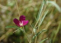 Wild Flowers