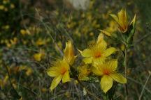 Wild Flowers