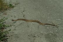 Rattlesnake