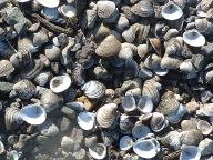 Shells at Bonelli Bay
