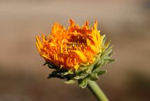 Flower at Bonelli Bay