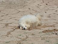 Cookie enjoying covered in mud