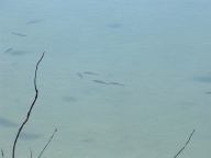 Fish in Lake Mead