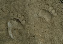 Bear Prints