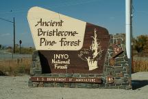 Ancient Bristlecone Pine Forest