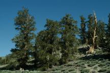 Bristlecone Pines