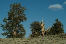 Bristlecone Pines